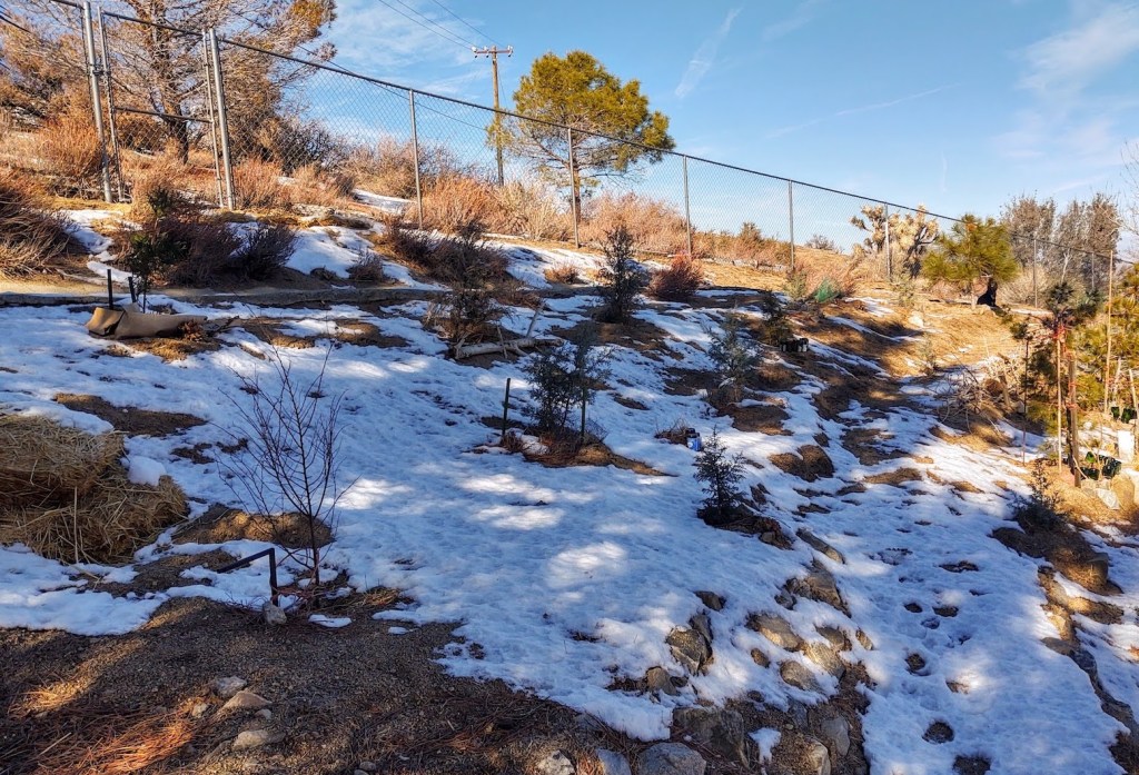 These were planted mainly in September-October, 2021.