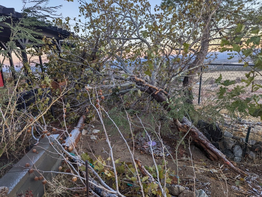 A large burned Sycamore finally succumbs.